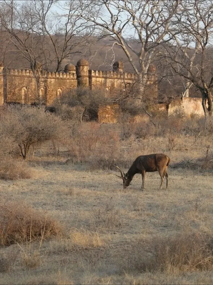 Spotted deer in dry woodland near historic walls